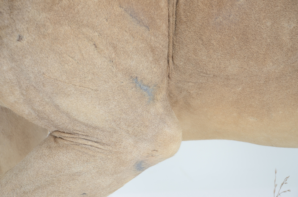 Taxidermy Sub Adult Male Lion on Scenic Base