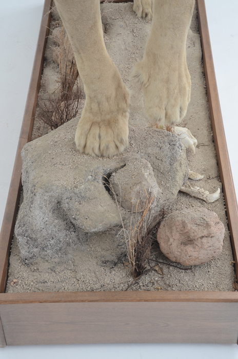 Taxidermy Sub Adult Male Lion on Scenic Base