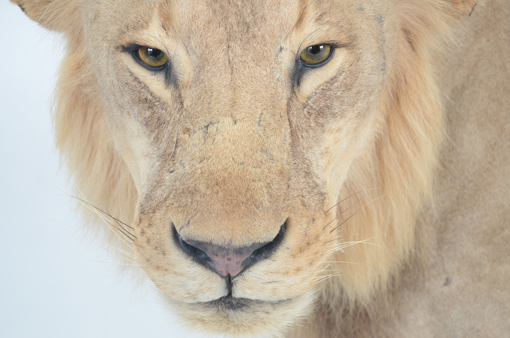 Taxidermy Sub Adult Male Lion on Scenic Base