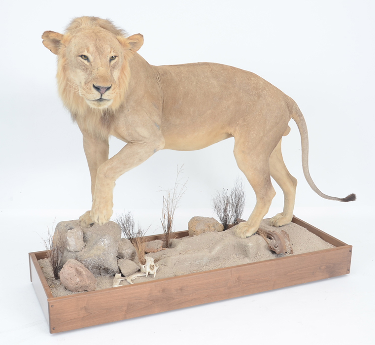 Taxidermy Sub Adult Male Lion on Scenic Base