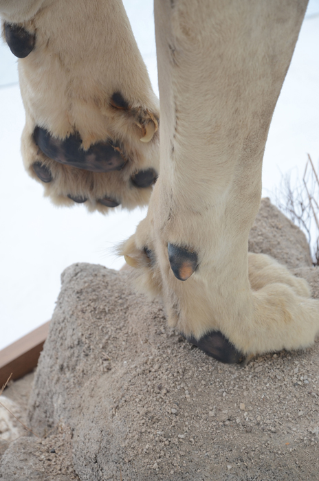 Taxidermy Sub Adult Male Lion on Scenic Base