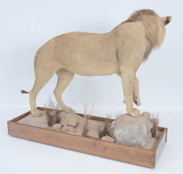 Taxidermy Sub Adult Male Lion on Scenic Base