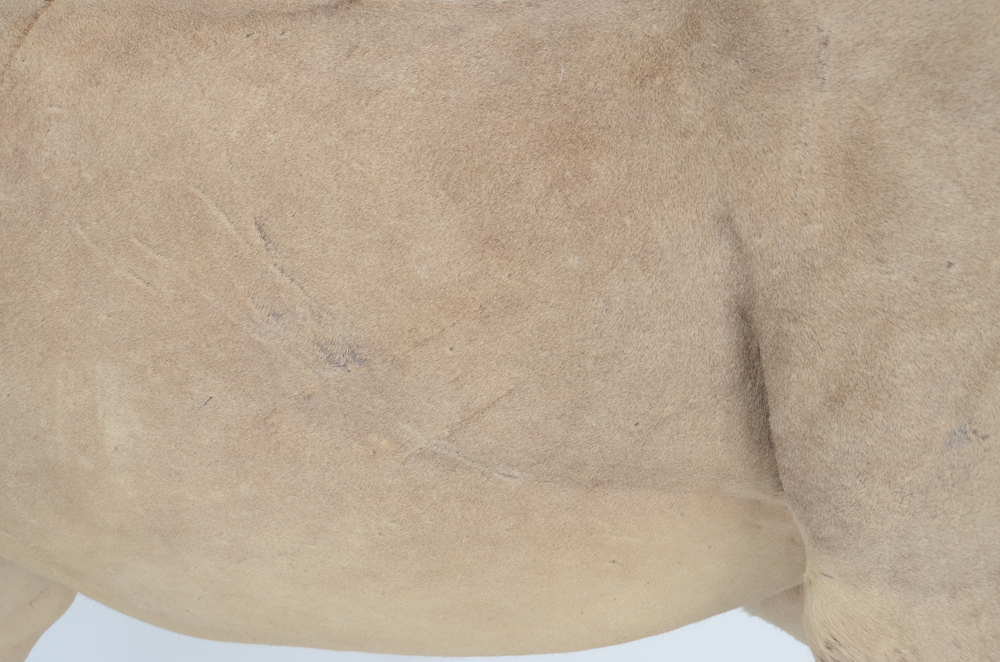 Taxidermy Sub Adult Male Lion on Scenic Base