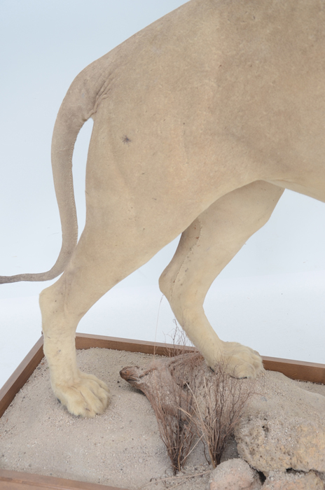 Taxidermy Sub Adult Male Lion on Scenic Base