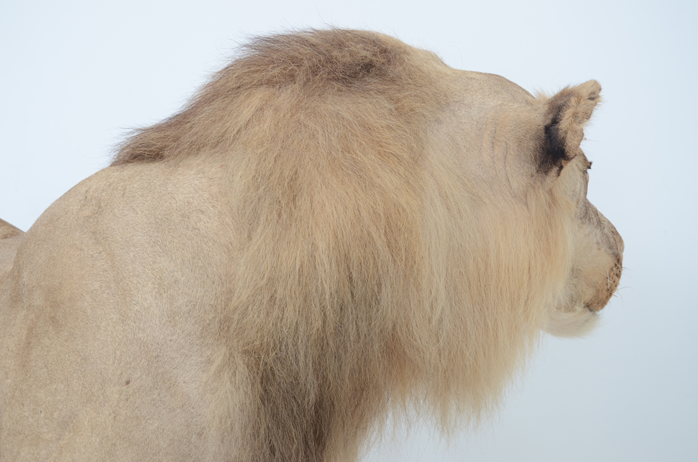 Taxidermy Sub Adult Male Lion on Scenic Base