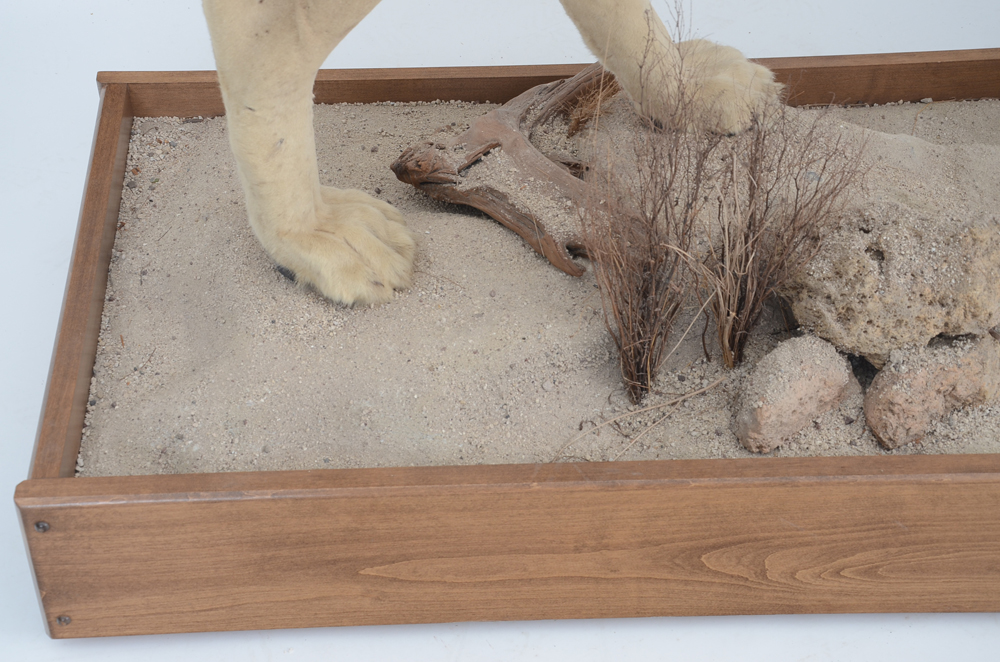 Taxidermy Sub Adult Male Lion on Scenic Base