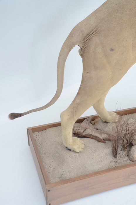 Taxidermy Sub Adult Male Lion on Scenic Base