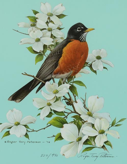 Roger Tory Peterson Signed LE Lithography Bird Print