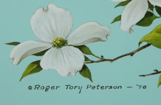 Roger Tory Peterson Signed LE Lithography Bird Print