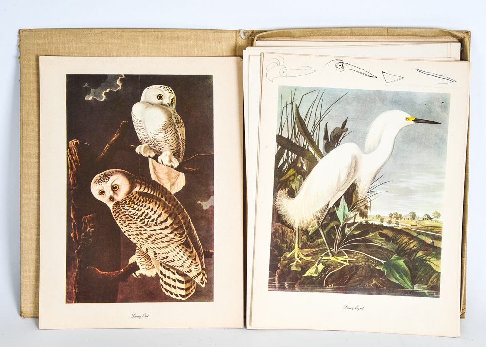 "Audubon" Publication
