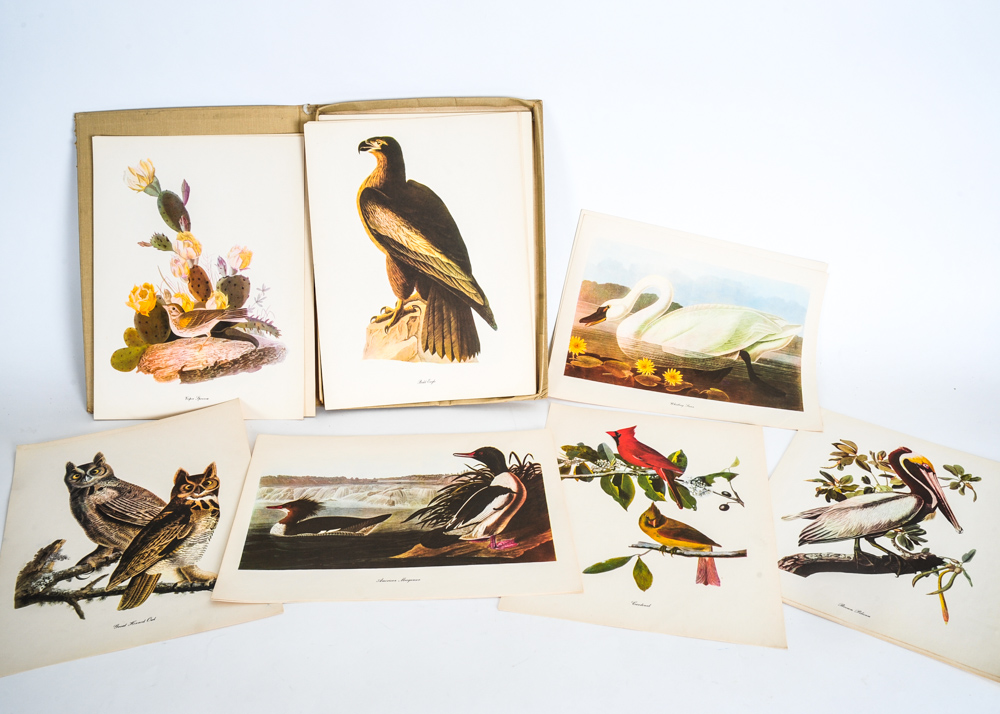 "Audubon" Publication