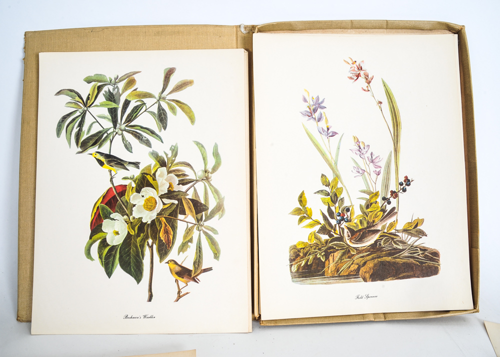"Audubon" Publication