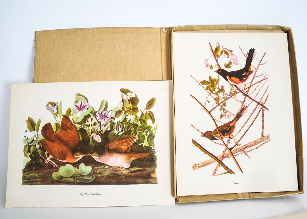 "Audubon" Publication