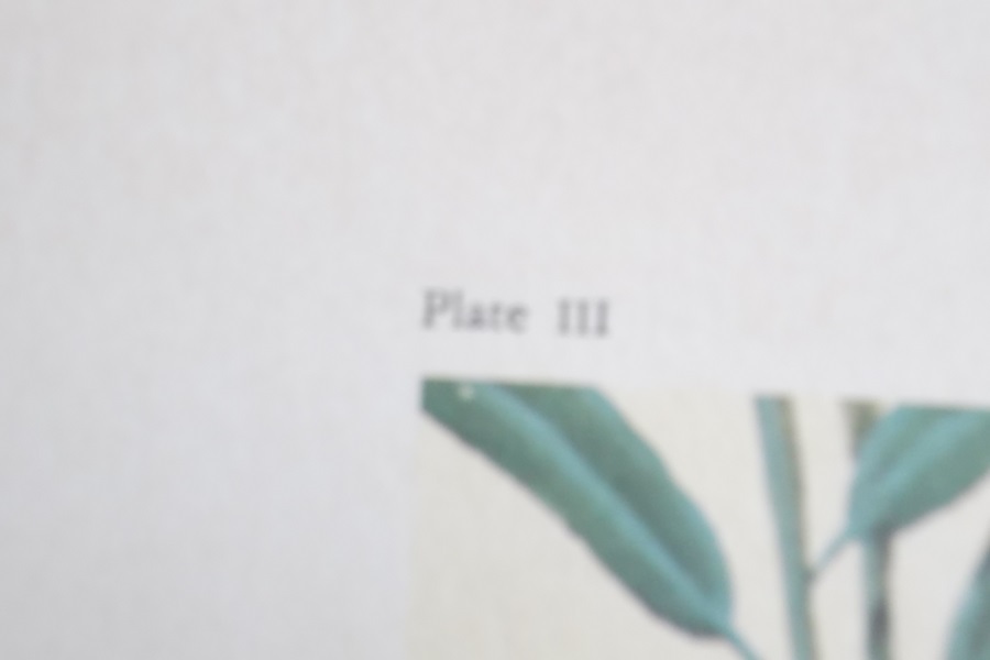 Signed 1972 John Ruthven Giant Panda Lithograph Print