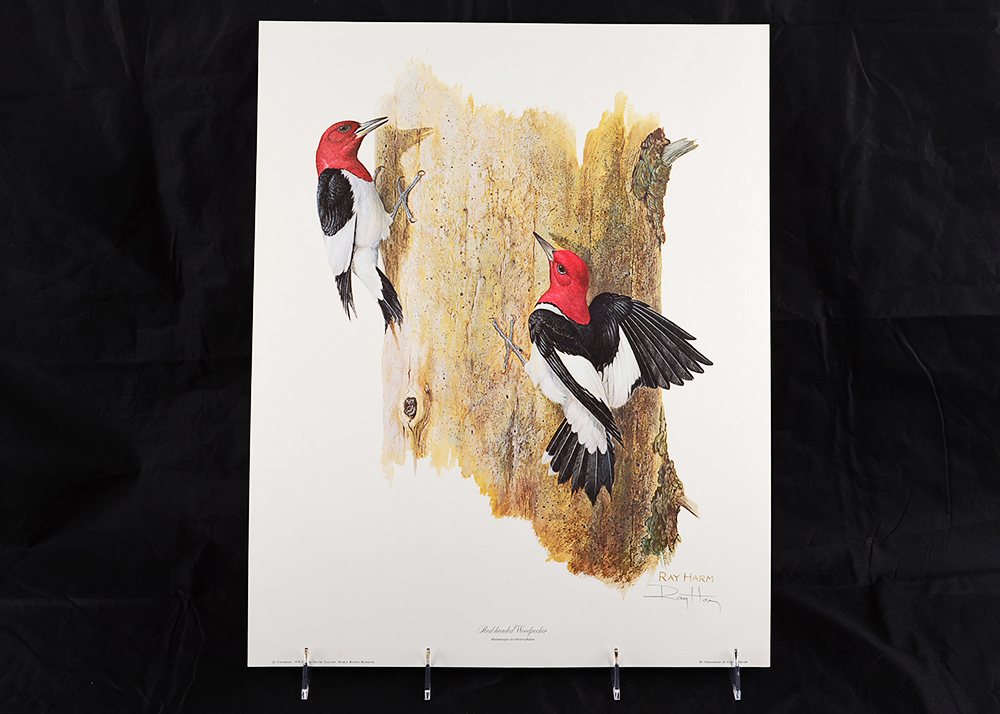 Ray Harm's "Red-Headed Woodpecker" Print