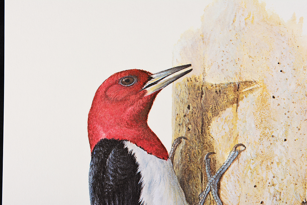 Ray Harm's "Red-Headed Woodpecker" Print