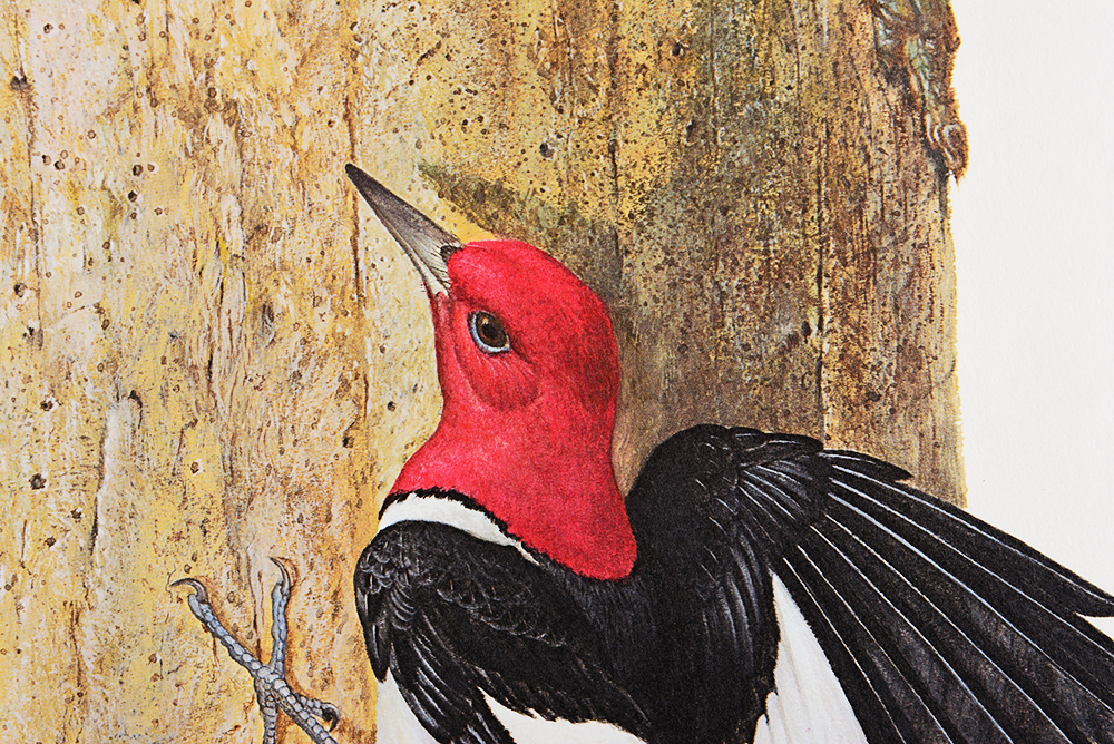 Ray Harm's "Red-Headed Woodpecker" Print