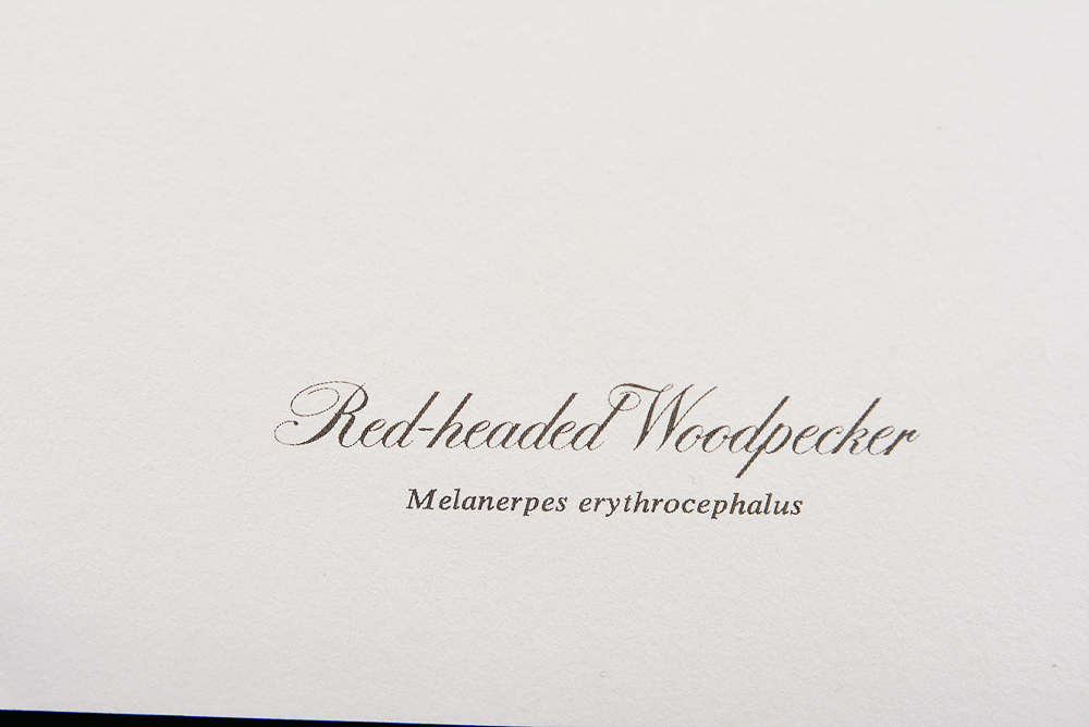 Ray Harm's "Red-Headed Woodpecker" Print