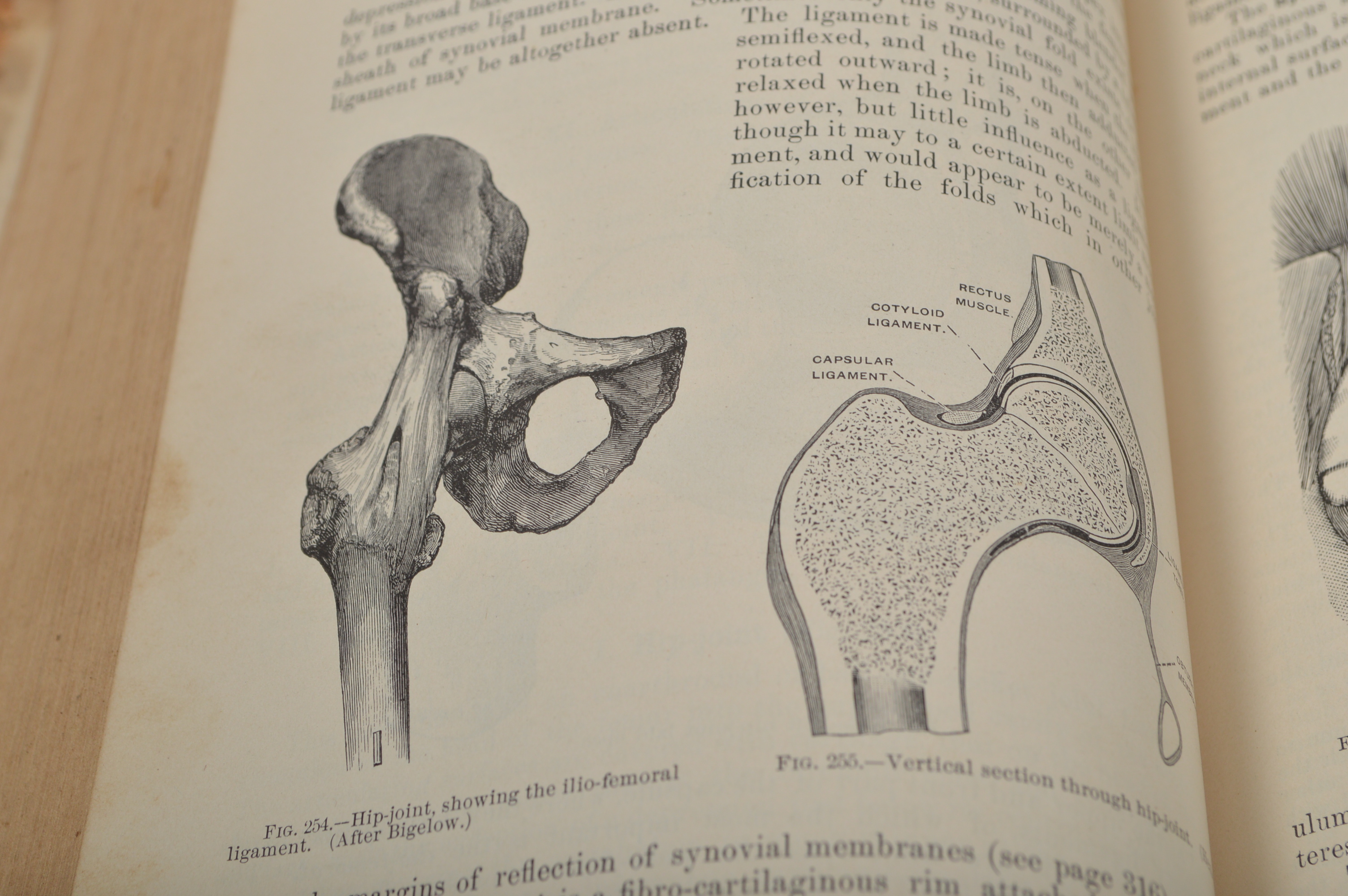 1893 Gray's "Anatomy: Descriptive and Surgical" 13th Edition
