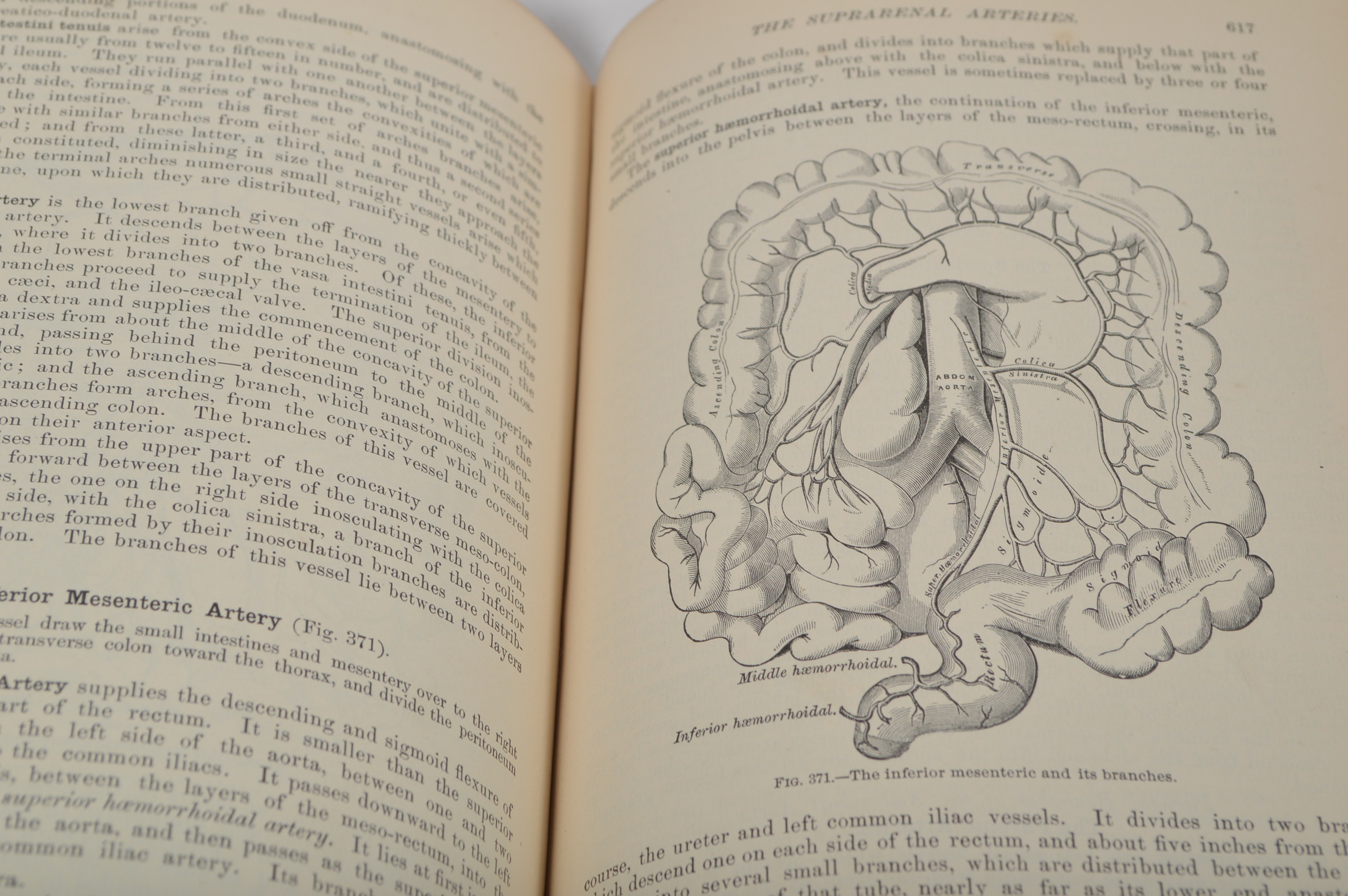 1893 Gray's "Anatomy: Descriptive and Surgical" 13th Edition