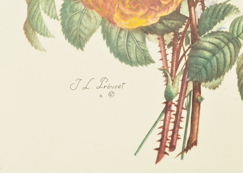 Framed J. L. Prevost Botanical Print