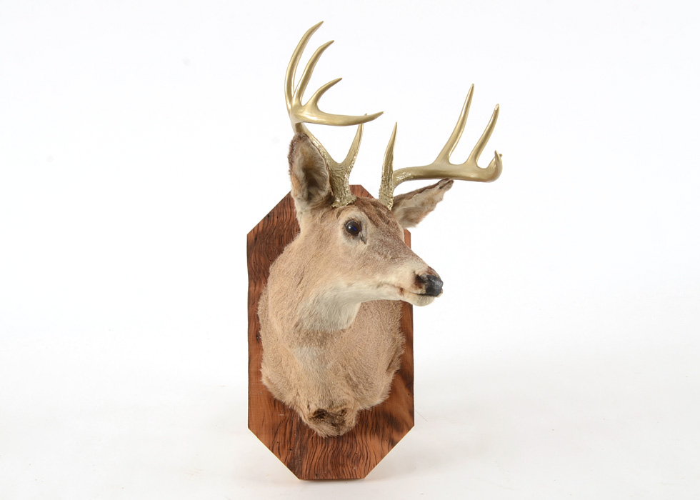Mounted Deer's Head with Gold Tone Antlers