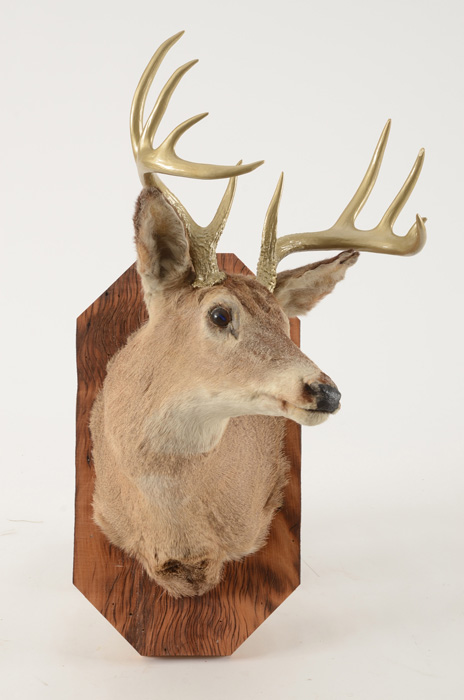 Mounted Deer's Head with Gold Tone Antlers
