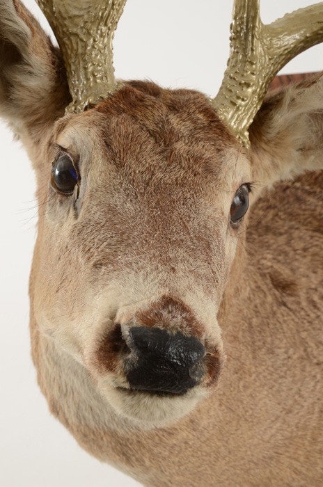 Mounted Deer's Head with Gold Tone Antlers