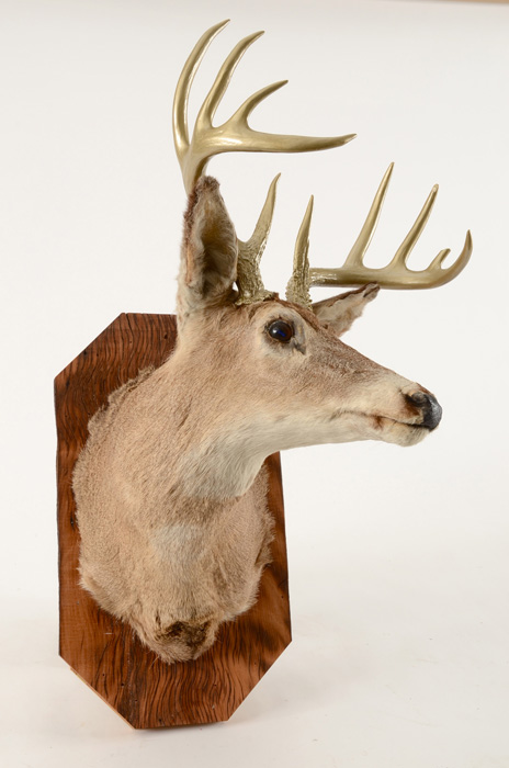 Mounted Deer's Head with Gold Tone Antlers