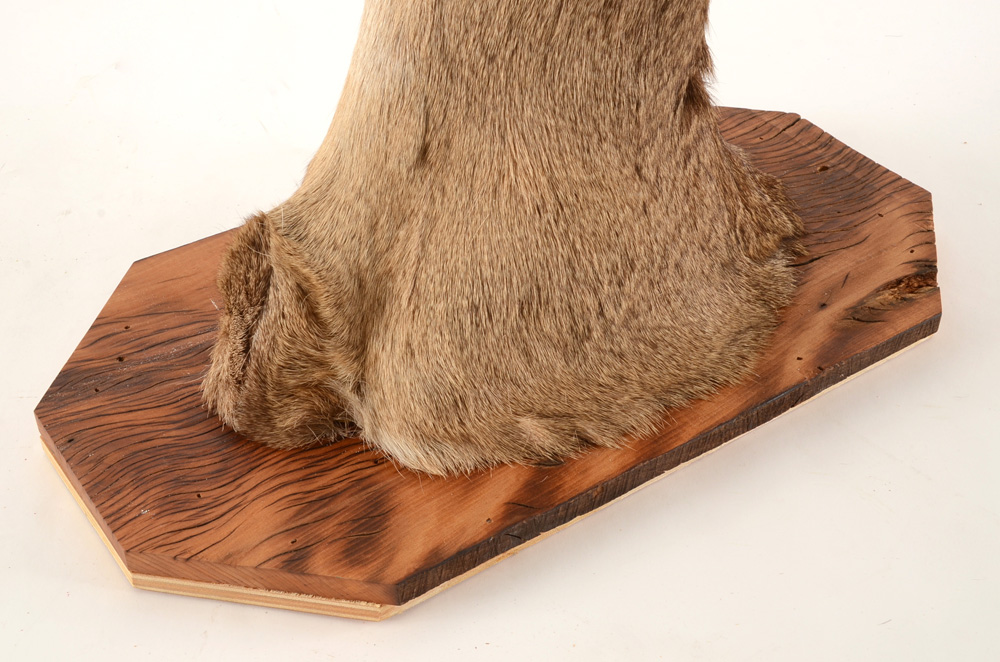 Mounted Deer's Head with Gold Tone Antlers