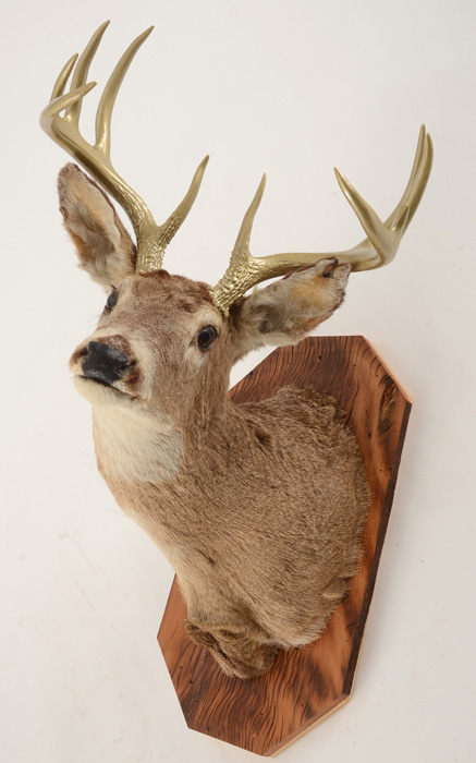 Mounted Deer's Head with Gold Tone Antlers
