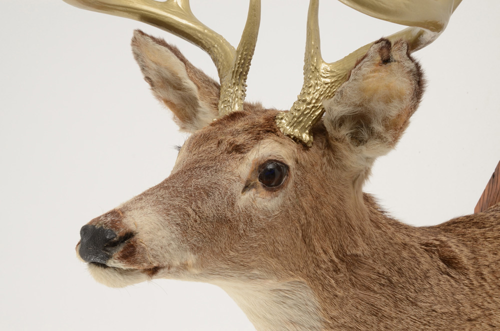 Mounted Deer's Head with Gold Tone Antlers