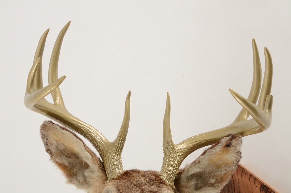 Mounted Deer's Head with Gold Tone Antlers