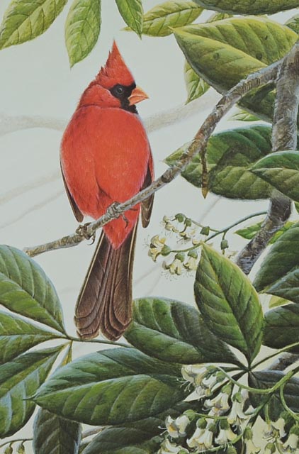 Pair of Unframed John Ruthven Prints - Robins and Cardinal