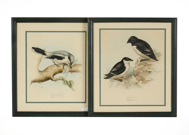 Pair of John Gould Hand Tinted Lithographs