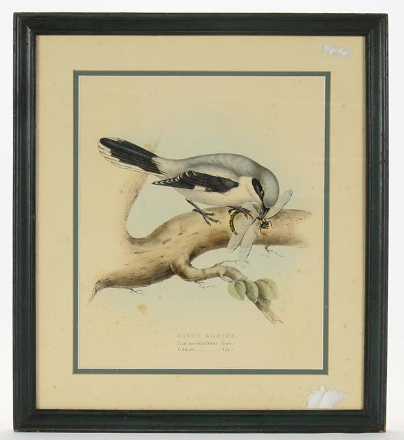 Pair of John Gould Hand Tinted Lithographs