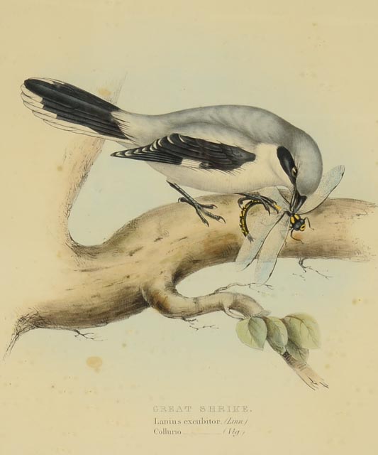 Pair of John Gould Hand Tinted Lithographs