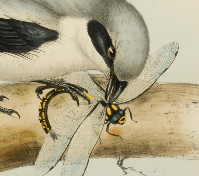 Pair of John Gould Hand Tinted Lithographs