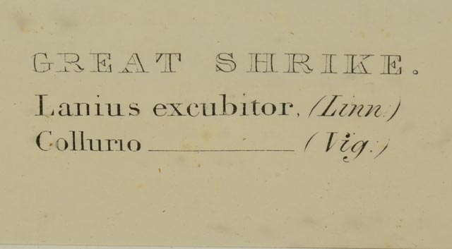 Pair of John Gould Hand Tinted Lithographs