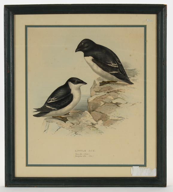 Pair of John Gould Hand Tinted Lithographs