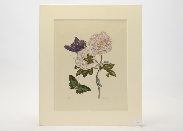 Maria Sibylla Antique Botanical Engraving