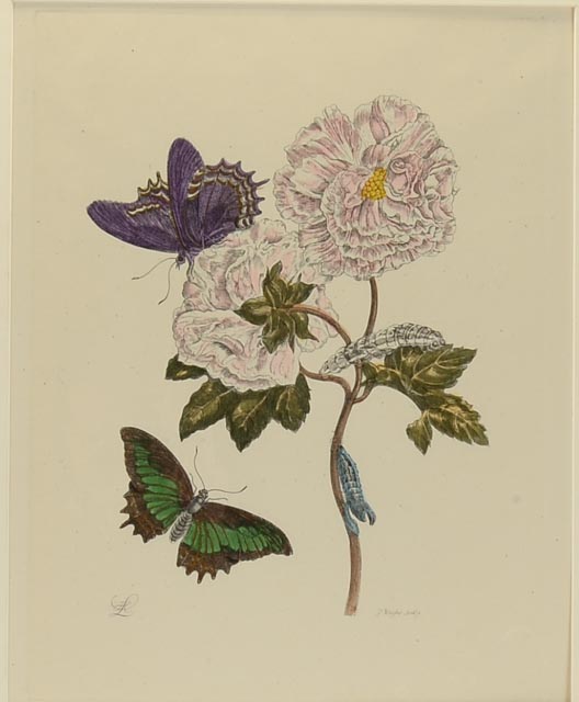 Maria Sibylla Antique Botanical Engraving