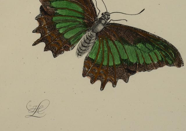 Maria Sibylla Antique Botanical Engraving