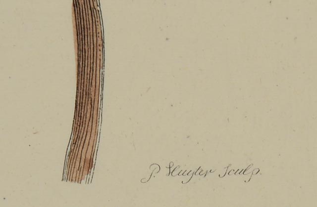 Maria Sibylla Antique Botanical Engraving