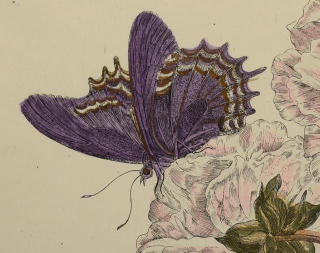 Maria Sibylla Antique Botanical Engraving