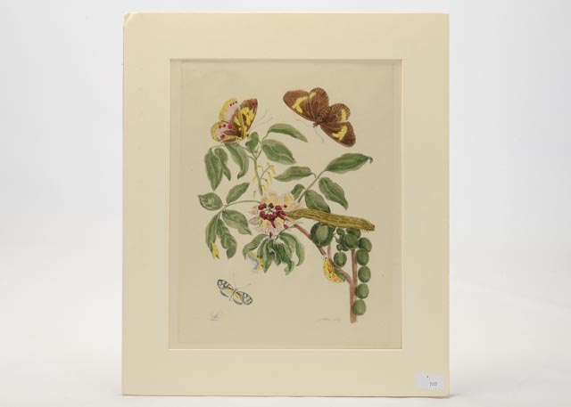 Maria Sibylla Antique Botanical Engraving