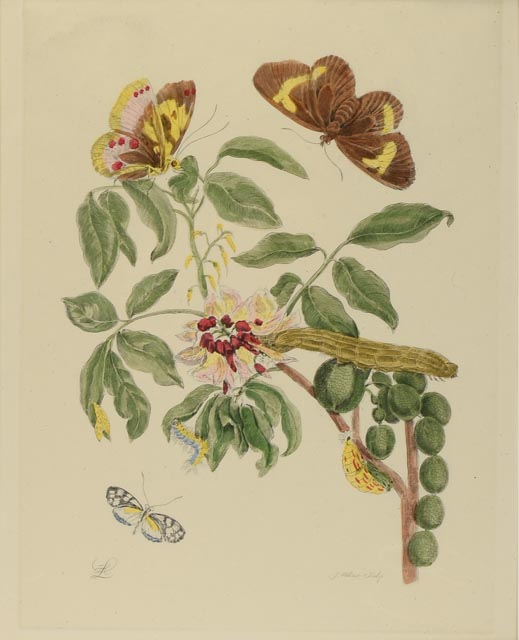 Maria Sibylla Antique Botanical Engraving