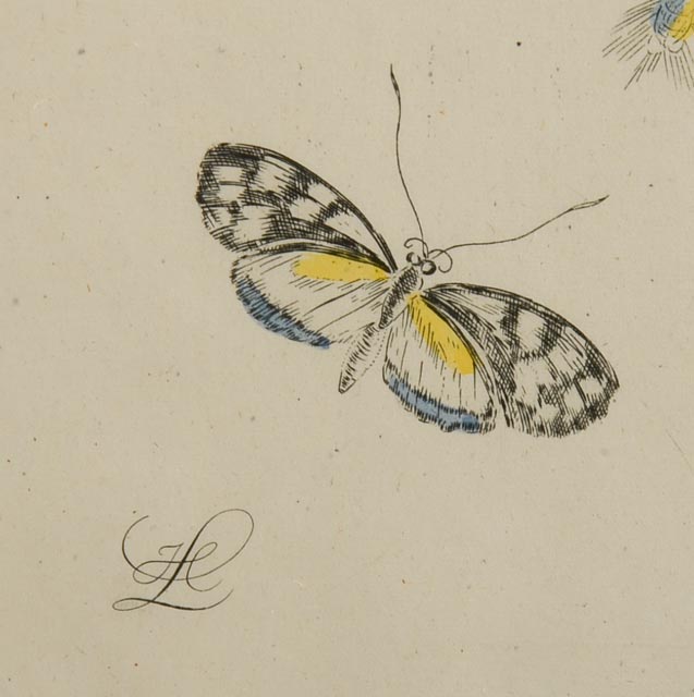 Maria Sibylla Antique Botanical Engraving