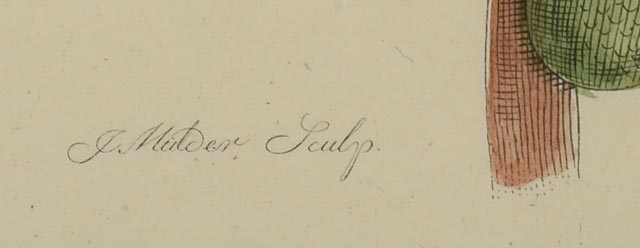 Maria Sibylla Antique Botanical Engraving