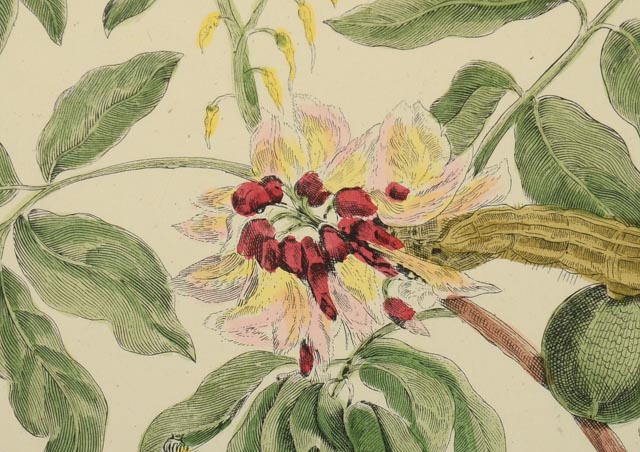 Maria Sibylla Antique Botanical Engraving